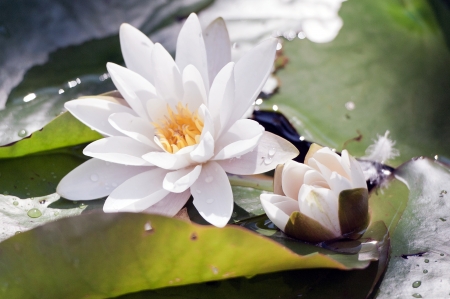白い睡蓮の花とつぼみ
