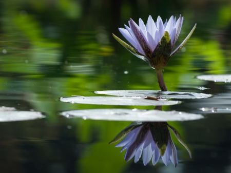 薄紫の睡蓮が池に映る