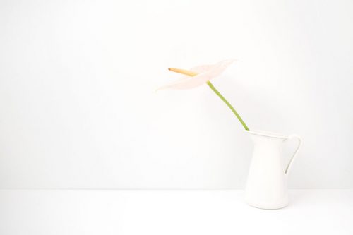 白い花瓶に一輪の花