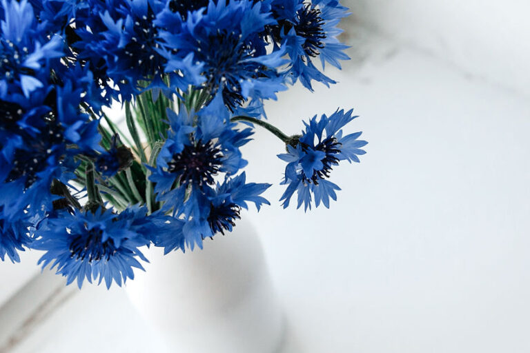 花瓶に青い花