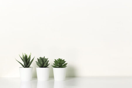３つの植物