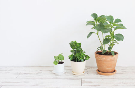 観葉植物