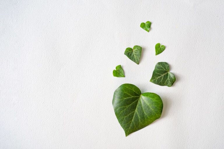 heartの形の葉っぱ