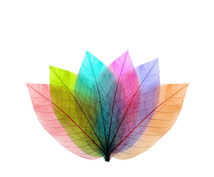 色とりどりの葉